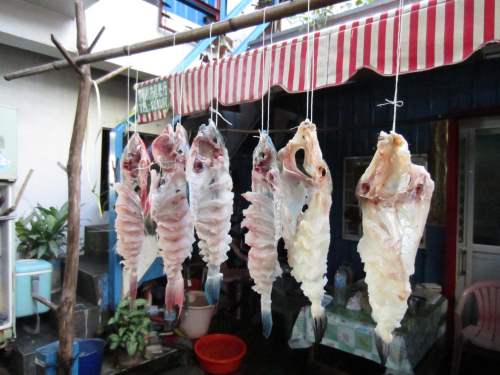 在海裡總是跟魚類鬥智