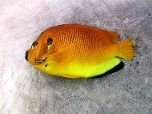 三點阿波魚