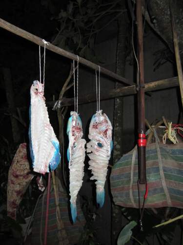 蘭嶼鸚哥魚