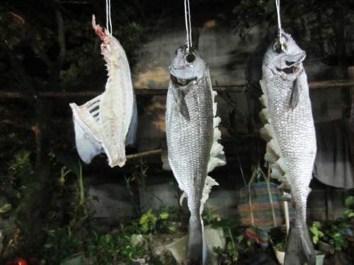 蘭嶼白毛魚