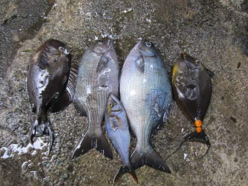 蘭嶼的黑毛魚與白毛魚