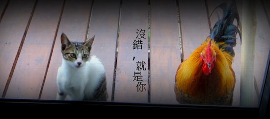 蘭嶼打工換宿 天空的眼睛民宿