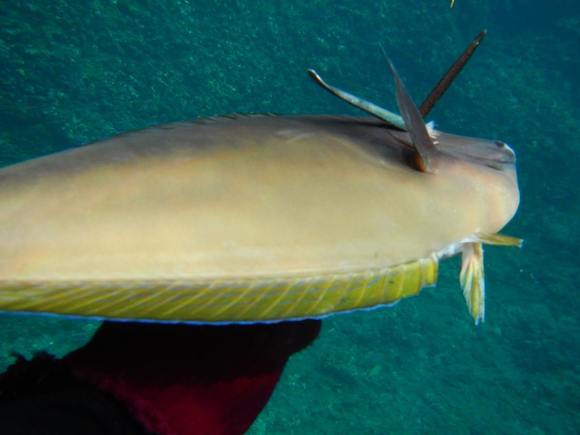 我射到魚