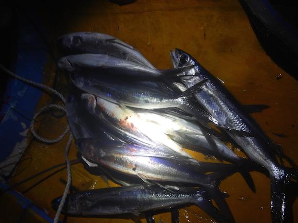 一夜補的飛魚