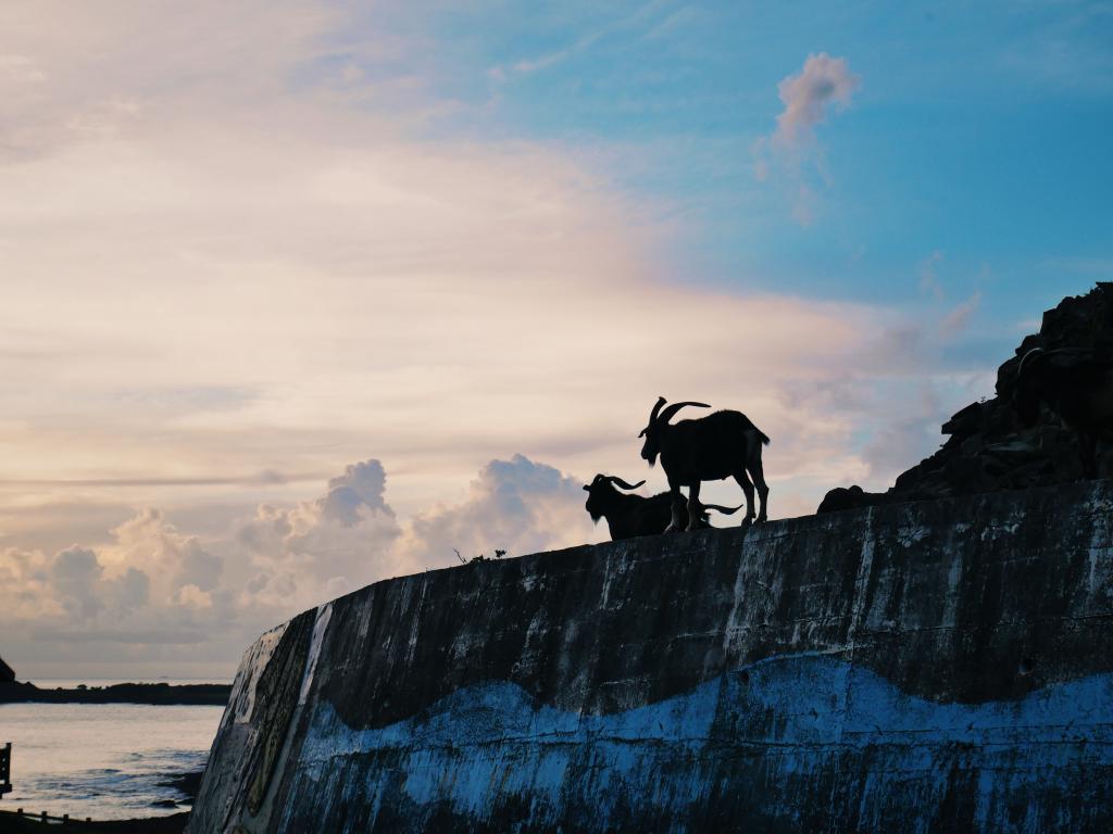 夕陽羊模特
