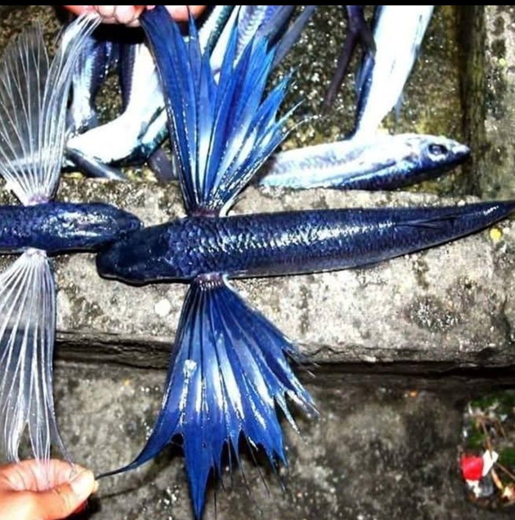 飛魚季 （飛魚王）