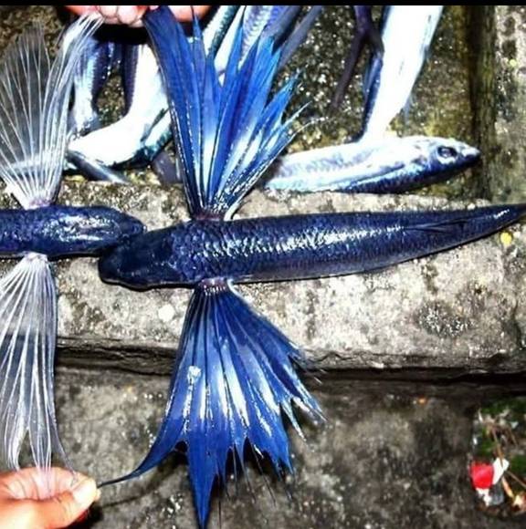 飛魚季 （飛魚王）