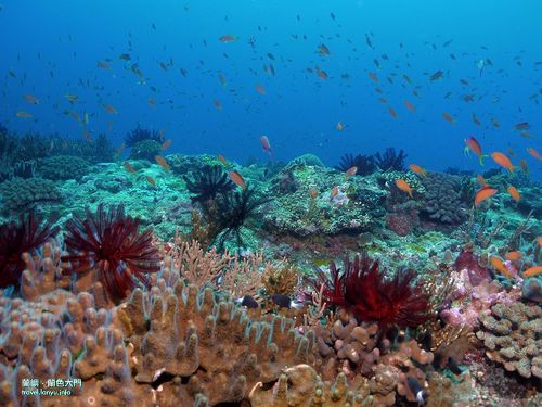 蘭嶼的海底世界