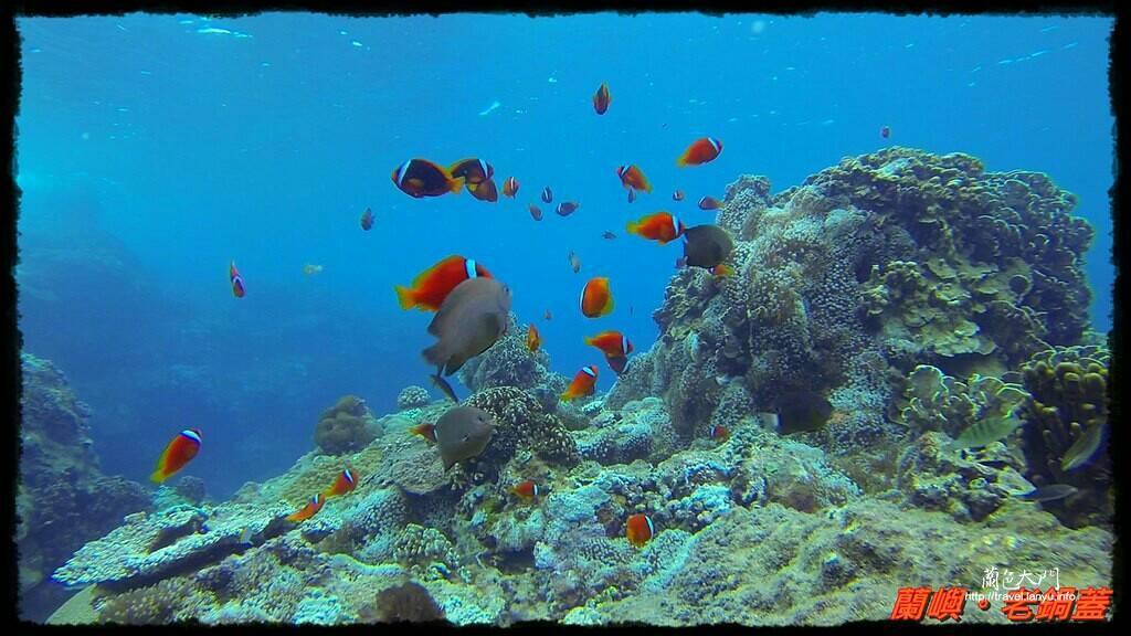 蘭嶼的海底景色