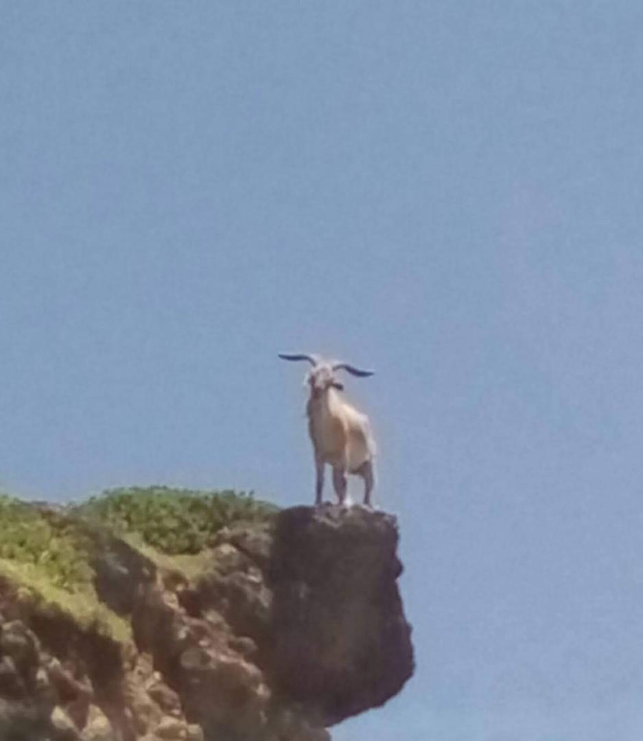 孤傲的山羊