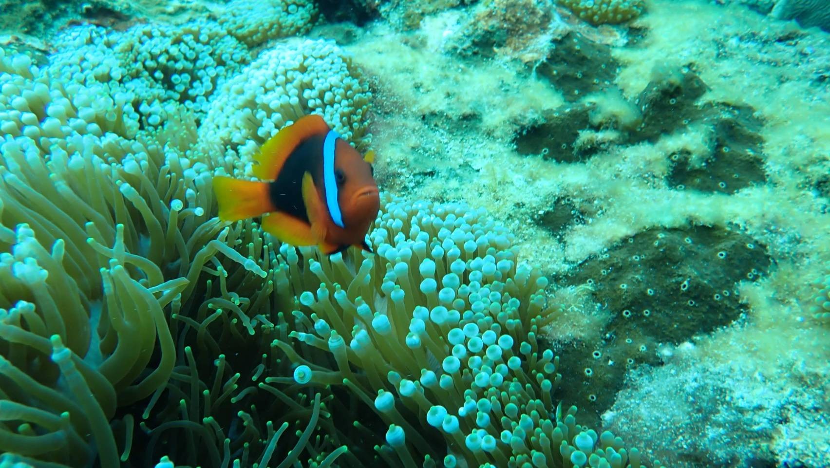 浮潛巧遇小丑魚