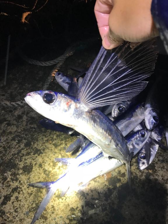 飛魚季飛魚展翅