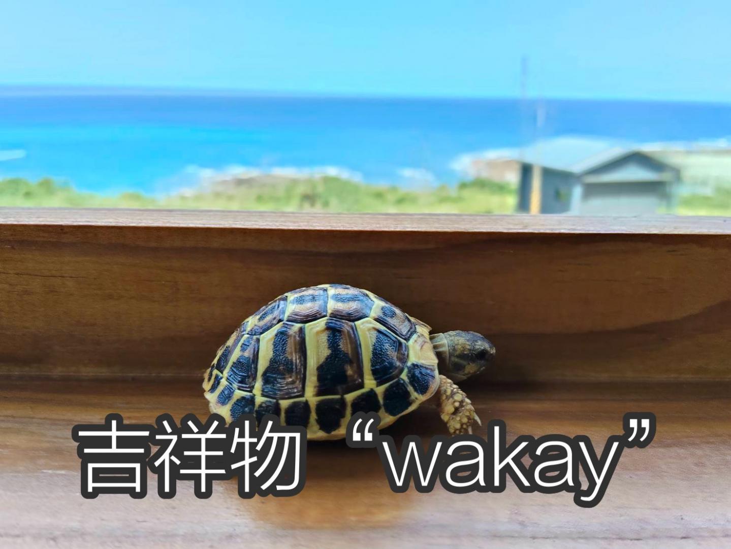 吉祥物 WAKAY